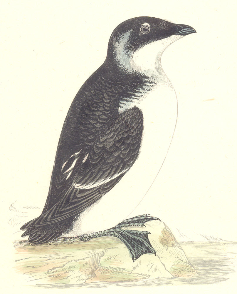 BIRDS. Rotche. Found in Europe. USA. Greenland (Morris) 1880 old antique print
